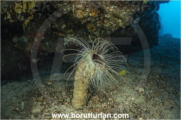 Island Grgur, Croatia, Adriatic sea, Mediterranean sea, Cerianthus membranaceus, Cerianthus, Cerianthidae, Cylinder anemone, Tube dwelling anemone, Tube anemone, Anemone, Anthozoa, Cnidaria, Cnidarian, Reef, Cave