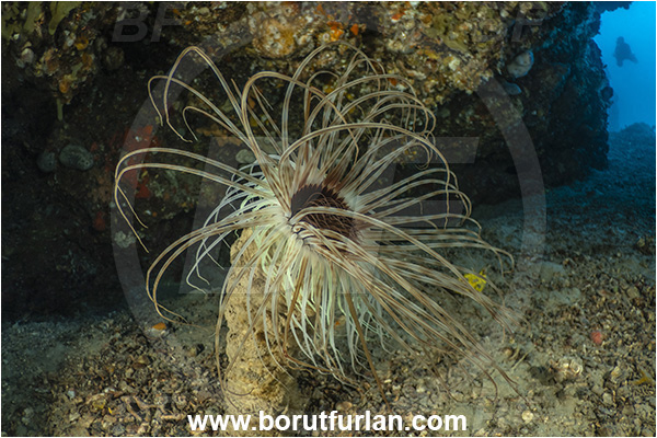 Island Grgur, Croatia, Adriatic sea, Mediterranean sea, Cerianthus membranaceus, Cerianthus, Cerianthidae, Cylinder anemone, Tube dwelling anemone, Tube anemone, Anemone, Anthozoa, Cnidaria, Cnidarian, Reef, Cave, Diver
