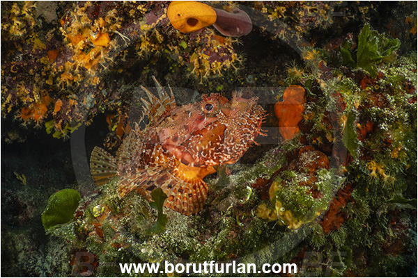 Island Grgur, Croatia, Adriatic sea, Mediterranean sea, Scorpaena scrofa, Scorpaena, Scorpaenidae, Great red scorpionfish, Scorpionfish, Fish