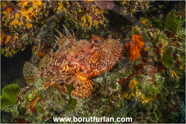 Island Grgur, Croatia, Adriatic sea, Mediterranean sea, Scorpaena scrofa, Scorpaena, Scorpaenidae, Great red scorpionfish, Scorpionfish, Fish