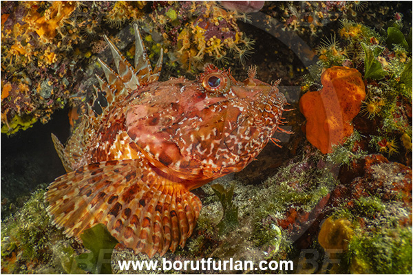 Island Grgur, Croatia, Adriatic sea, Mediterranean sea, Scorpaena scrofa, Scorpaena, Scorpaenidae, Great red scorpionfish, Scorpionfish, Fish