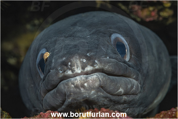Island Pag, Croatia, Adriatic sea, Mediterranean sea, Conger conger, Conger, Congridae, European conger, Fish, Portrait, Eye, Anilocra physodes, Anilocra, Isopod Parasit, Parasit, Isopod, Cymothoidae, Malacostraca, Crustacea, Crustacean