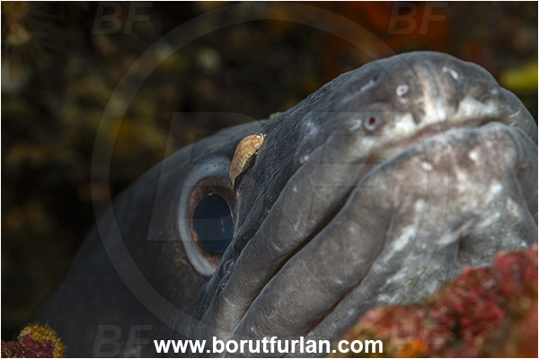 Island Pag, Croatia, Adriatic sea, Mediterranean sea, Conger conger, Conger, Congridae, European conger, Fish, Portrait, Eye, Anilocra physodes, Anilocra, Isopod Parasit, Parasit, Isopod, Cymothoidae, Malacostraca, Crustacea, Crustacean