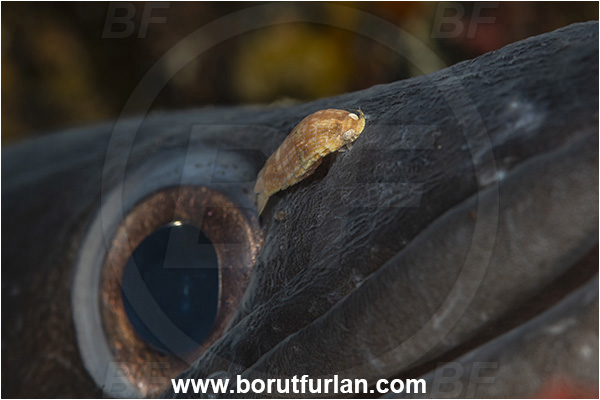 Island Pag, Croatia, Adriatic sea, Mediterranean sea, Conger conger, Conger, Congridae, European conger, Fish, Portrait, Eye, Anilocra physodes, Anilocra, Isopod Parasit, Parasit, Isopod, Cymothoidae, Malacostraca, Crustacea, Crustacean