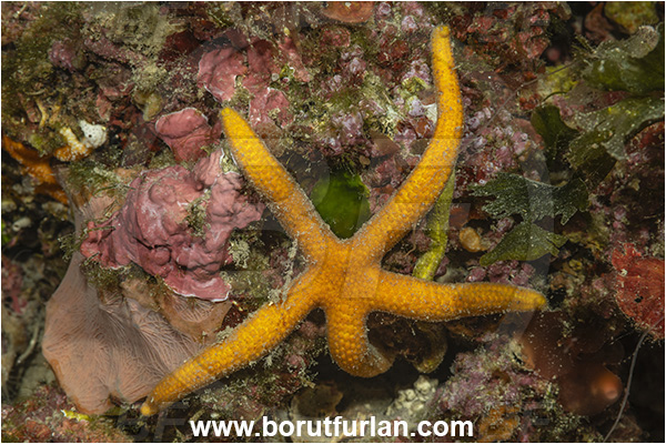 Island Pag, Croatia, Adriatic sea, Mediterranean sea, Chaetaster longipes, Chaetaster, Chaetasteridae, Long-armed starfish, Strafish, Asteroidea, Echinodermata, Echinoderm