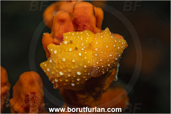 Island Pag, Croatia, Adriatic sea, Mediterranean sea, Phyllidia flava, Phyllidia, Phyllidiidae, White spotted warty slug, Nudibranch, Sea slug, Gastropoda, Mollusca