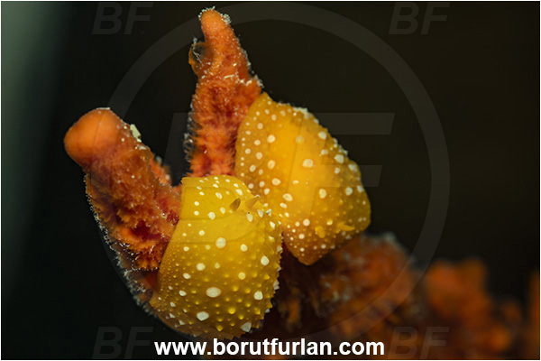 Island Pag, Croatia, Adriatic sea, Mediterranean sea, Phyllidia flava, Phyllidia, Phyllidiidae, White spotted warty slug, Nudibranch, Sea slug, Gastropoda, Mollusca