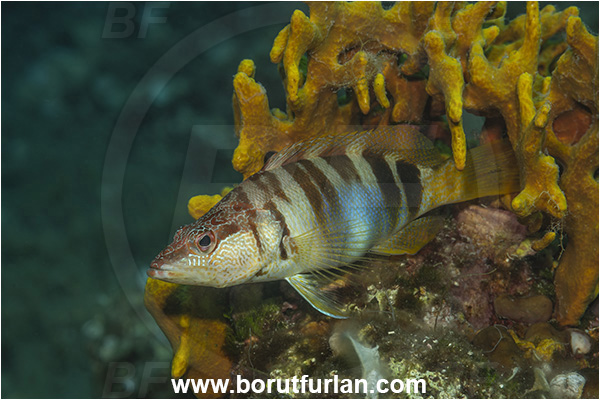 Island Pag, Croatia, Adriatic sea, Mediterranean sea, Serranus scriba, Serranus, Serranidae, Painted comber, Fish