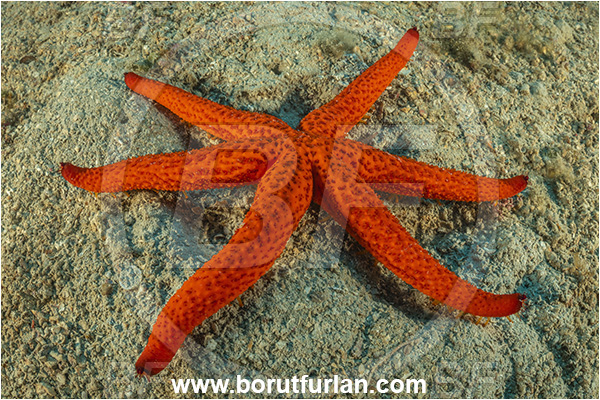 Island Goli otok, Croatia, Adriatic sea, Mediterranean sea, Echinaster sepositus, Echinaster, Echinasteridae, Red starfish, Strafish, Asteroidea, Echinodermata, Echinoderm, Six arms