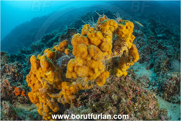 Island Goli otok, Croatia, Adriatic sea, Mediterranean sea, Axinella damicornis, Axinella, Axinellidae, Sponge, Porifera