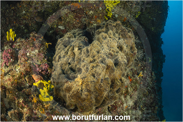 Island Goli otok, Croatia, Adriatic sea, Mediterranean sea, Geodia cydonium, Geodia, Geodiidae, Sponge, Porifera, Reef