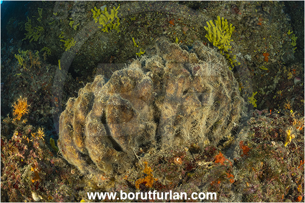 Island Goli otok, Croatia, Adriatic sea, Mediterranean sea, Geodia cydonium, Geodia, Geodiidae, Sponge, Porifera, Reef