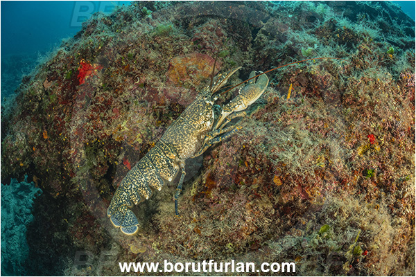 Island Goli otok, Croatia, Adriatic sea, Mediterranean sea, Homarus gammarus, Homarus, Nephropidae, Decapoda, European lobster, Common lobster, Lobster, Crustacea, Crustacean, Reef