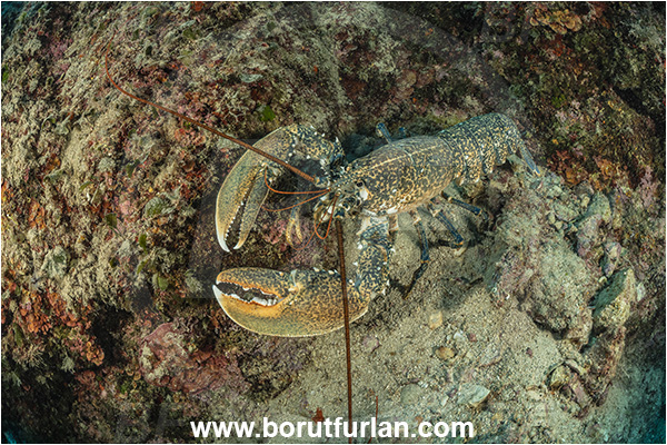 Island Goli otok, Croatia, Adriatic sea, Mediterranean sea, Homarus gammarus, Homarus, Nephropidae, Decapoda, European lobster, Common lobster, Lobster, Crustacea, Crustacean, Reef