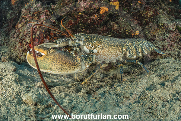 Island Goli otok, Croatia, Adriatic sea, Mediterranean sea, Homarus gammarus, Homarus, Nephropidae, Decapoda, European lobster, Common lobster, Lobster, Crustacea, Crustacean, Reef
