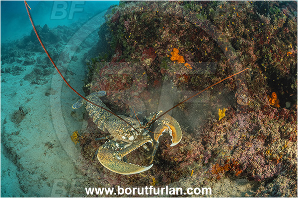 Island Goli otok, Croatia, Adriatic sea, Mediterranean sea, Homarus gammarus, Homarus, Nephropidae, Decapoda, European lobster, Common lobster, Lobster, Crustacea, Crustacean, Reef