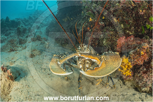 Island Goli otok, Croatia, Adriatic sea, Mediterranean sea, Homarus gammarus, Homarus, Nephropidae, Decapoda, European lobster, Common lobster, Lobster, Crustacea, Crustacean, Reef