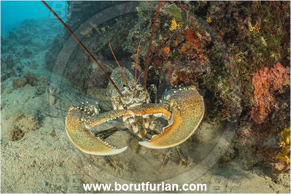 Island Goli otok, Croatia, Adriatic sea, Mediterranean sea, Homarus gammarus, Homarus, Nephropidae, Decapoda, European lobster, Common lobster, Lobster, Crustacea, Crustacean, Reef