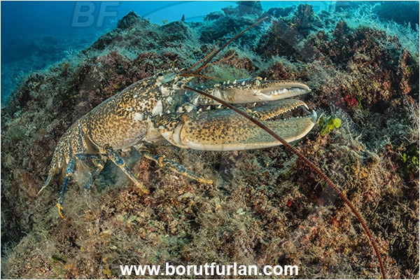 Island Goli otok, Croatia, Adriatic sea, Mediterranean sea, Homarus gammarus, Homarus, Nephropidae, Decapoda, European lobster, Common lobster, Lobster, Crustacea, Crustacean, Reef