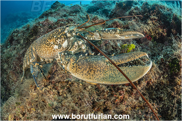Island Goli otok, Croatia, Adriatic sea, Mediterranean sea, Homarus gammarus, Homarus, Nephropidae, Decapoda, European lobster, Common lobster, Lobster, Crustacea, Crustacean, Reef