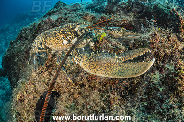 Island Goli otok, Croatia, Adriatic sea, Mediterranean sea, Homarus gammarus, Homarus, Nephropidae, Decapoda, European lobster, Common lobster, Lobster, Crustacea, Crustacean, Reef