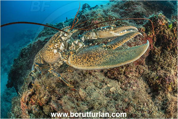 Island Goli otok, Croatia, Adriatic sea, Mediterranean sea, Homarus gammarus, Homarus, Nephropidae, Decapoda, European lobster, Common lobster, Lobster, Crustacea, Crustacean, Reef