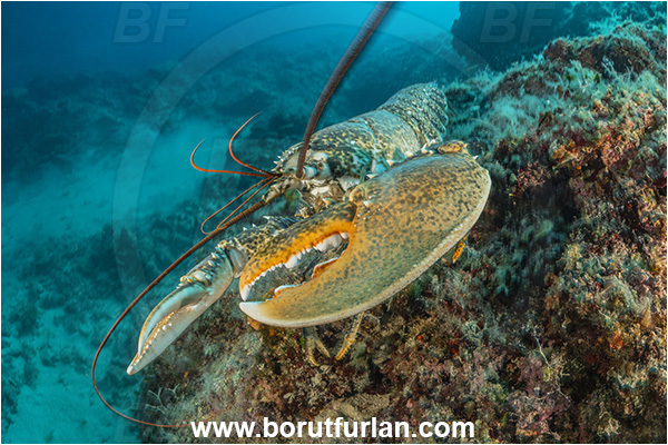 Island Goli otok, Croatia, Adriatic sea, Mediterranean sea, Homarus gammarus, Homarus, Nephropidae, Decapoda, European lobster, Common lobster, Lobster, Crustacea, Crustacean, Reef