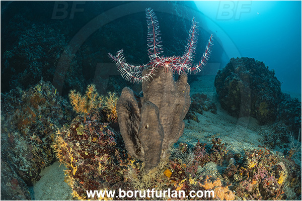 Island Goli otok, Croatia, Adriatic sea, Mediterranean sea, Hippospongia communis, Hippospongia, Spongiidae, Honeycomb bath sponge, Sponge, Porifera, Reef, Antedon mediterranea, Antedon, Antedonidae, Mediterranean feather star, Crinoid, Crinoidea, Feather star, Echinodermata, Echinoderm