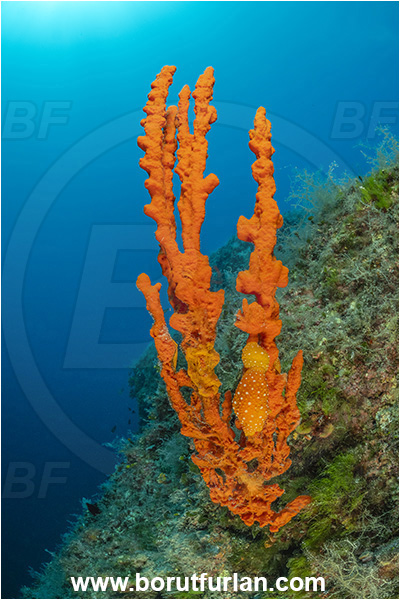 Island Goli otok, Croatia, Adriatic sea, Mediterranean sea, Axinella cannabina, Axinella, Axinellidae, Red Axinella sponge, Red branching sponge, Sponge, Porifera, Reef, Phyllidia flava, Phyllidia, Phyllidiidae, White spotted warty slug, Nudibranch, Sea slug, Gastropoda, Mollusca