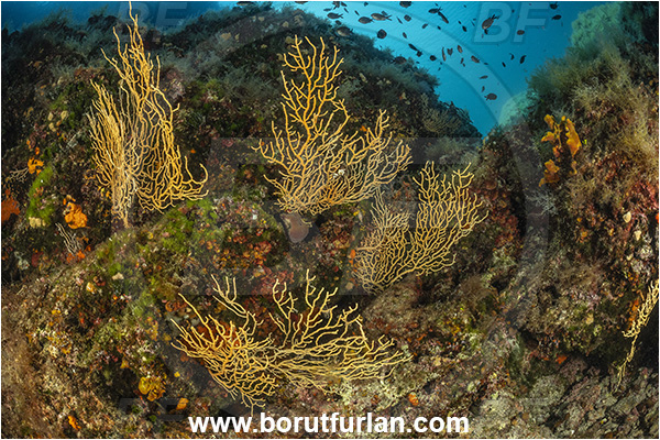 Island Goli otok, Croatia, Adriatic sea, Mediterranean sea, Eunicella cavolini, Eunicella, Gorgoniidae, Yellow gorgonian, Sea fan, Coral, Cnidaria, Cnidarian, Reef