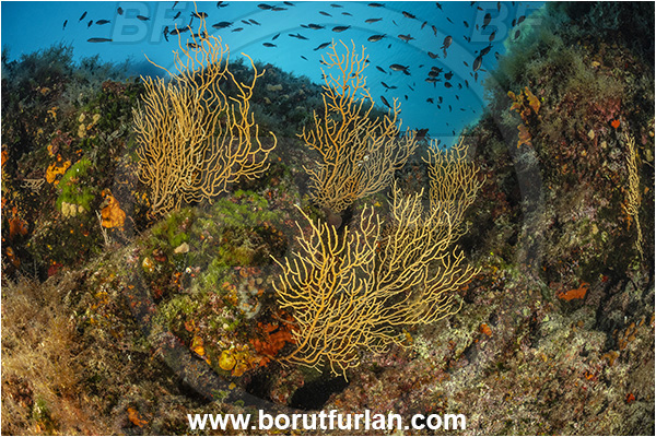 Island Goli otok, Croatia, Adriatic sea, Mediterranean sea, Eunicella cavolini, Eunicella, Gorgoniidae, Yellow gorgonian, Sea fan, Coral, Cnidaria, Cnidarian, Reef, Fish school