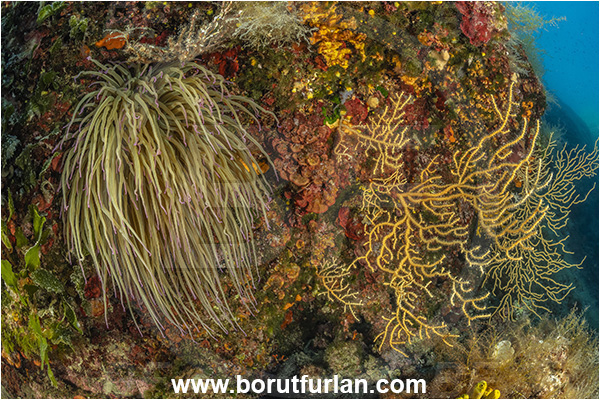 Island Goli otok, Croatia, Adriatic sea, Mediterranean sea, Eunicella cavolini, Eunicella, Gorgoniidae, Yellow gorgonian, Sea fan, Coral, Cnidaria, Cnidarian, Reef, Anemonia sulcata, Anemonia, Actiniidae, Mediterranean snakelocks sea anemone, Anemone, Anthozoa