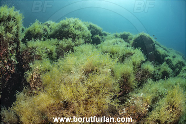 Island Goli otok, Croatia, Adriatic sea, Mediterranean sea, Reef, Algae