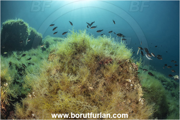 Island Goli otok, Croatia, Adriatic sea, Mediterranean sea, Reef, Algae, Fish school