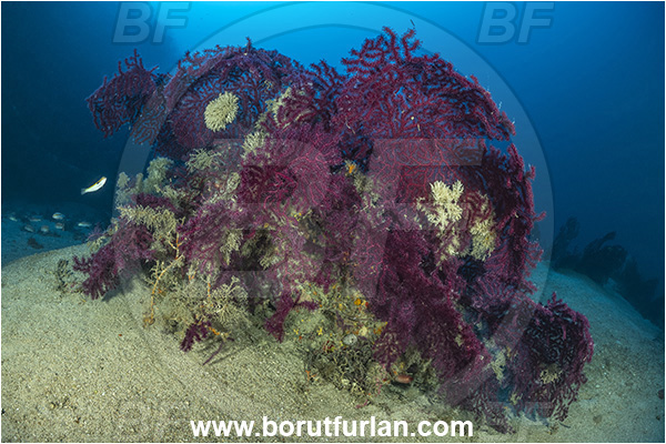 Island Korcula, Croatia, Adriatic sea, Mediterranean sea, Paramuricea clavata, Paramuricea, Plexauridae, Mediterranean gorgonian, Sea fan, Coral, Cnidaria, Cnidarian, Reef