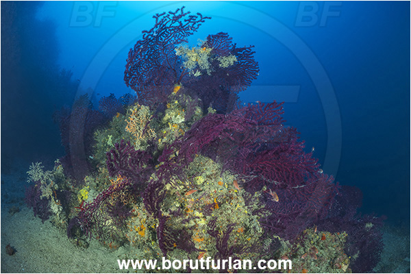 Island Korcula, Croatia, Adriatic sea, Mediterranean sea, Paramuricea clavata, Paramuricea, Plexauridae, Mediterranean gorgonian, Sea fan, Coral, Cnidaria, Cnidarian, Reef
