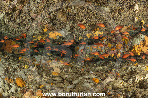 Island Korcula, Croatia, Adriatic sea, Mediterranean sea, Apogon imberbis, Apogon, Apogonidae, Mediterranean cardinalfish, Cardinalfish, Fish, Fish school, Cave