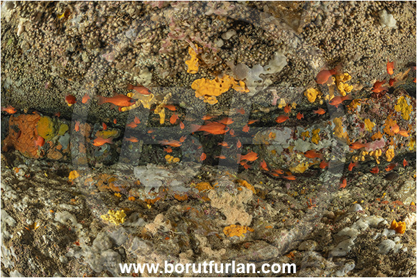 Island Korcula, Croatia, Adriatic sea, Mediterranean sea, Apogon imberbis, Apogon, Apogonidae, Mediterranean cardinalfish, Cardinalfish, Fish, Fish school, Cave