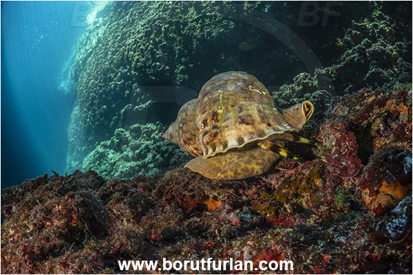 Island Korcula, Croatia, Adriatic sea, Mediterranean sea, Charonia lampas, Charonia, Charoniidae, Trumpet shell, Knobbed triton, Triton, Sea snail, Gastropoda, Mollusca, Mollusc, Reef, Cave