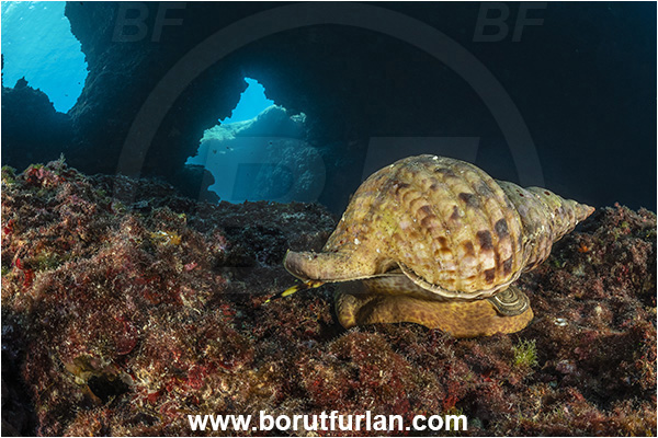 Island Korcula, Croatia, Adriatic sea, Mediterranean sea, Charonia lampas, Charonia, Charoniidae, Trumpet shell, Knobbed triton, Triton, Sea snail, Gastropoda, Mollusca, Mollusc, Reef, Cave