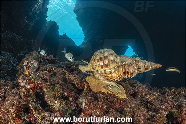 Island Korcula, Croatia, Adriatic sea, Mediterranean sea, Charonia lampas, Charonia, Charoniidae, Trumpet shell, Knobbed triton, Triton, Sea snail, Gastropoda, Mollusca, Mollusc, Reef, Cave