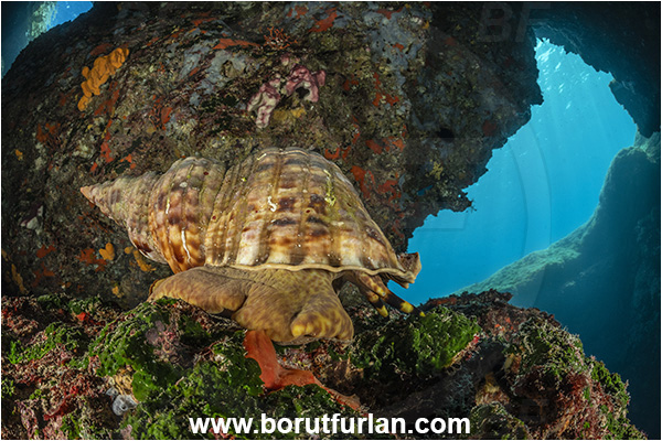 Island Korcula, Croatia, Adriatic sea, Mediterranean sea, Charonia lampas, Charonia, Charoniidae, Trumpet shell, Knobbed triton, Triton, Sea snail, Gastropoda, Mollusca, Mollusc, Reef, Cave