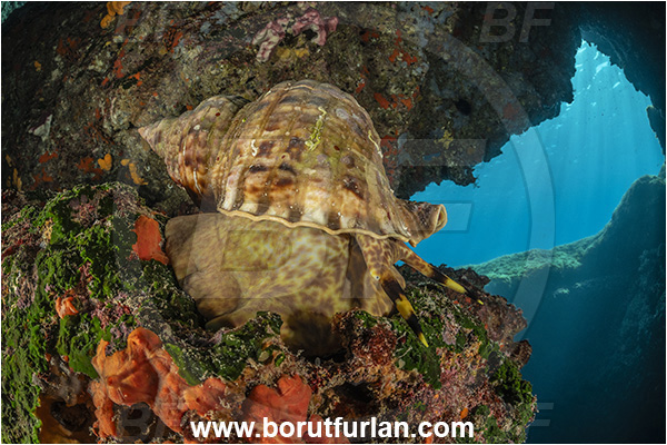Island Korcula, Croatia, Adriatic sea, Mediterranean sea, Charonia lampas, Charonia, Charoniidae, Trumpet shell, Knobbed triton, Triton, Sea snail, Gastropoda, Mollusca, Mollusc, Reef, Cave