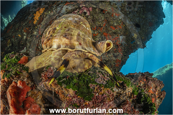 Island Korcula, Croatia, Adriatic sea, Mediterranean sea, Charonia lampas, Charonia, Charoniidae, Trumpet shell, Knobbed triton, Triton, Sea snail, Gastropoda, Mollusca, Mollusc, Reef, Cave