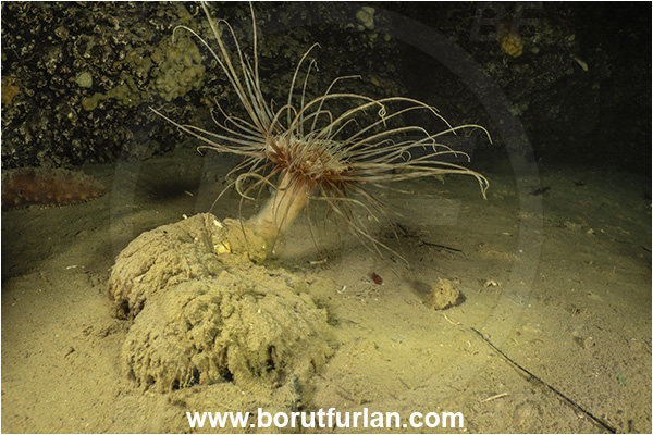 Island Korcula, Croatia, Adriatic sea, Mediterranean sea, Cerianthus membranaceus, Cerianthus, Cerianthidae, Cylinder anemone, Tube dwelling anemone, Tube anemone, Anemone, Anthozoa, Cnidaria, Cnidarian, Cave