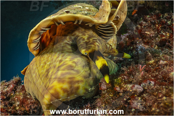 Island Korcula, Croatia, Adriatic sea, Mediterranean sea, Charonia lampas, Charonia, Charoniidae, Trumpet shell, Knobbed triton, Triton, Sea snail, Gastropoda, Mollusca, Mollusc, Reef, Cave