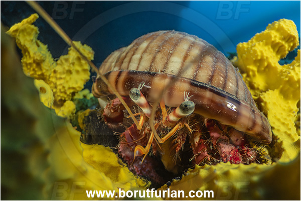 Island Korcula, Croatia, Adriatic sea, Mediterranean sea, Dardanus calidus, Dardanus, Diogenidae, Crustacea, Crustacean, Red hermit crab, Hermit crab, Crab