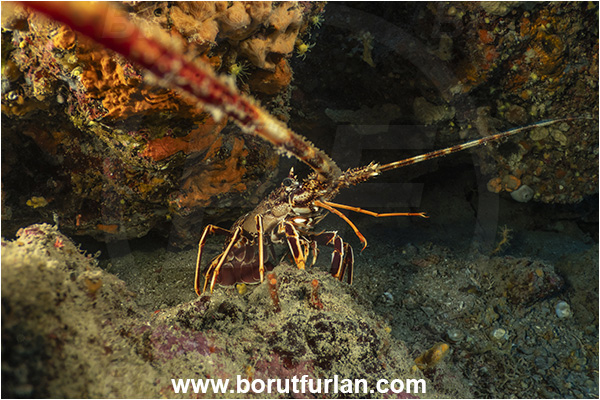 Island Korcula, Croatia, Adriatic sea, Mediterranean sea, Palinurus elephas, Palinurus, Palinuridae, Decapoda, European spiny lobster, Spiny lobster, Lobster, Crustacea, Crustacean, Reef, Cave