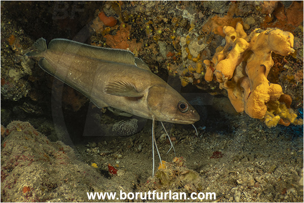 Island Korcula, Croatia, Adriatic sea, Mediterranean sea, Phycis phycis, Phycis, Phycidae, Forkbeard, Fish