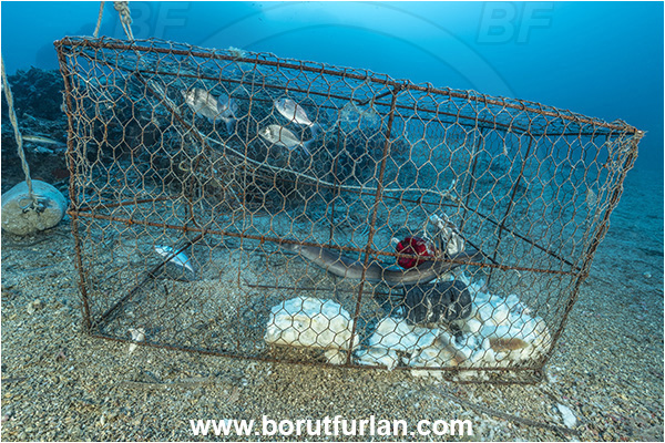 Island Korcula, Croatia, Adriatic sea, Mediterranean sea, Reef, Fish trap, Conger conger, Conger, Congridae, European conger, Fish